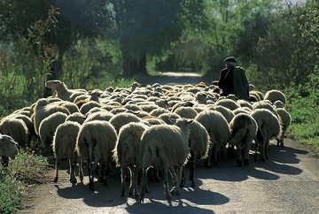 Ζητείται βοσκός προς 500 ευρώ το μήνα.... και δωρεάν διαμονή