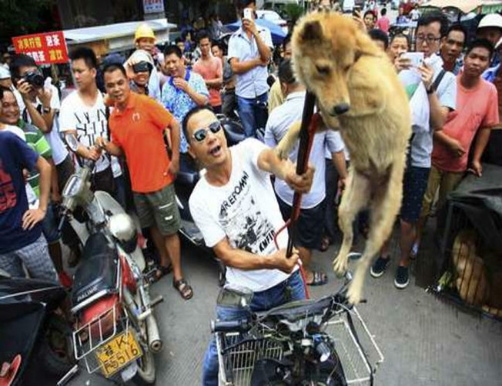 Φεστιβάλ Κατανάλωσης Σκύλου στην Κίνα