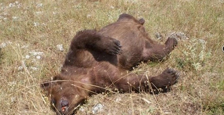 Δύο αρκούδες νεκρές από σφαίρα στην Πρέσπα