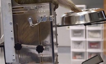 Μαϊμού κουνάει ρομποτικό αναπηρικό καροτσάκι μόνο με τη ...σκέψη!