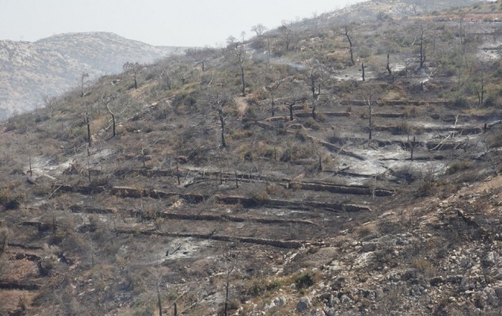 Στάχτη έγιναν πάνω από 35.000 μαστιχόδεντρα στη Χίο