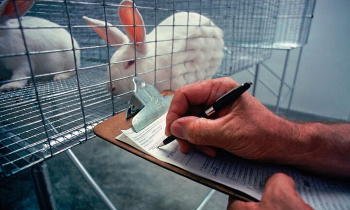 Ελαχιστοποίηση πειραμάτων σε ζώα - Εναλλακτικές μεθόδους αναζητά η Κομισιόν