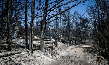  Ιταλία: Οι μεγαλύτερες καταστροφές από τις δασικές πυρκαγιές το 2021 στην Ευρώπη
