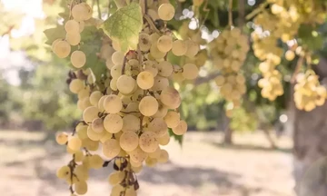 Γαλλία: Μειώθηκε η παραγωγή κρασιού - 9% κάτω στο Μπορντό
