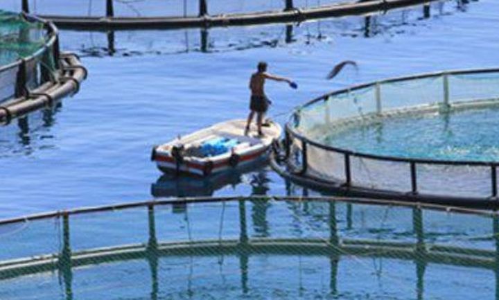 Στο προμαγειρεμένο φαγητό ο Νηρέας