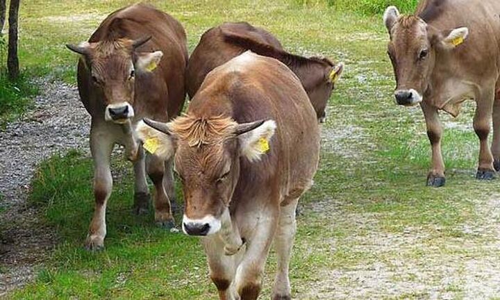 ΥΠΑΑΤ: Πληρωμές 4,6 εκατ. ευρώ σε 772 κτηνοτρόφους ιδιοκτήτες αυτόχθονων φυλών αγροτικών ζώων