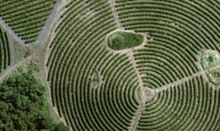 Nestle: Στέλνει δορυφόρους για να παρακολουθεί φάρμες που προμηθεύεται καφέ